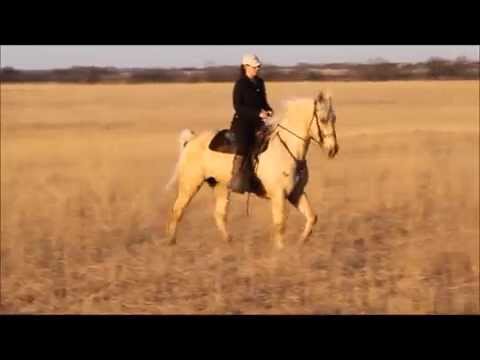 Shad's Super Trigger