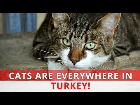 WHY TURKISH PEOPLE LOVE CATS