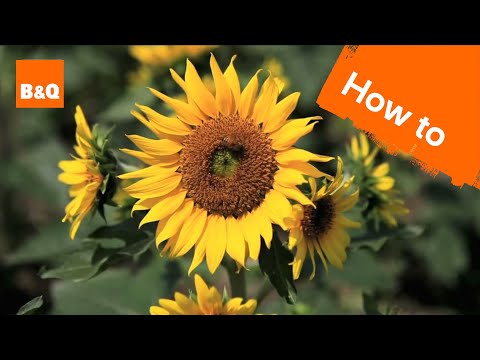 How to grow & harvest sunflowers