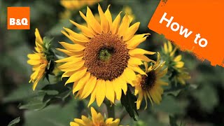 How to grow & harvest sunflowers
