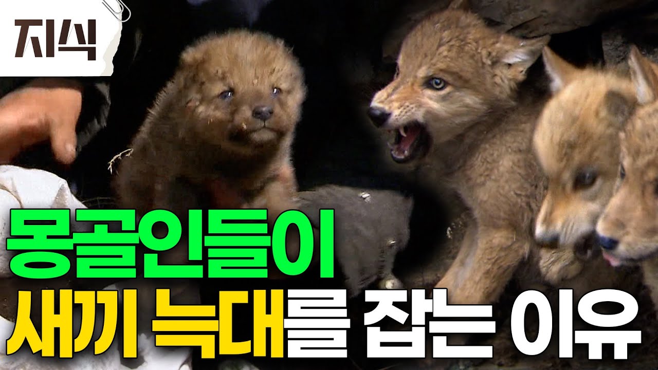 "아니, 새끼 늑대는 결국..." 몽골인들이 새끼 늑대를 데려가 키우는 이유는? #지식 #EBS지식
