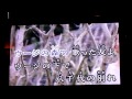 SHIMA UTA - THE BOOM 島歌 
