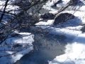 оттепель в лесу 