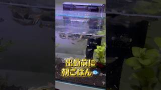 【アクアリウム】出勤前に朝ごはんあげました！今週も頑張ろう！#shorts #aquarium #funny #fyp