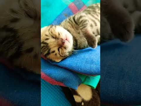 kitten starting to open its eyes