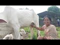 Cowprepare Milking