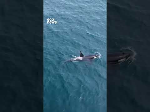 🐋 Avistaron una orca en el Área Natural Protegida Punta del Marqués.