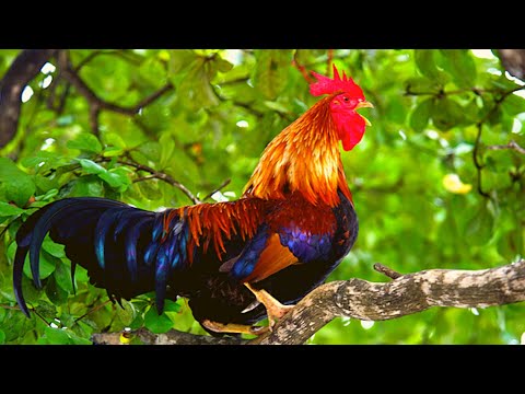 Rooster Crowing Compilation Plus - Rooster crowing sounds Effect -Rooster Sound Effect Fact.