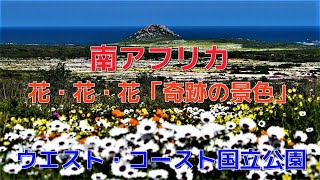 【南アフリカ】春限定　～奇跡の花絨毯～　＠ウエストコースト国立公園