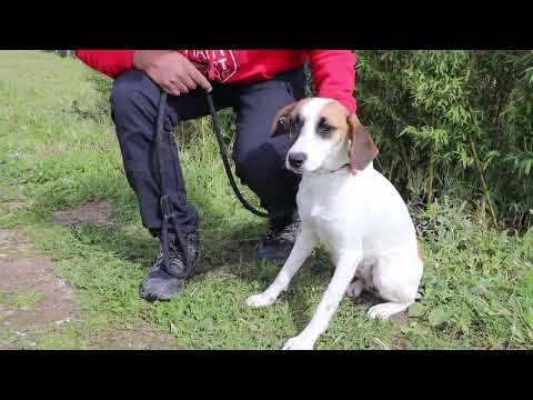 Vídeo de TARA