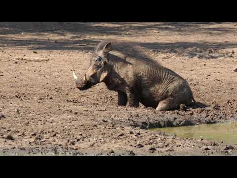 Warthog in the rut enjoying a mud bath!