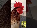 Beautiful cock breeds A:570