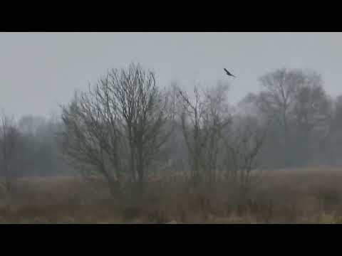Wildes Ostfriesland Naturnah 26.01.2022