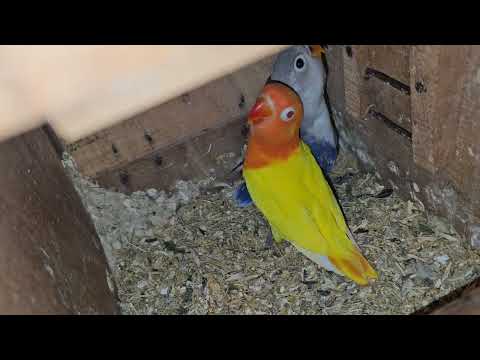 Lutino Opaline split b1 or b2 #lovebird #pets #lutinolovebirds