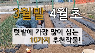 3월말 4월초순에 텃밭에서 가장 많이 심는 10가지 추천 작물! #3월 초에 심는 작물 #4월말에 심는 작물…