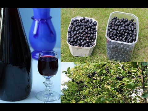 Nalewka domowa z aronii na wzmocnienie jak zrobić krok po kroku