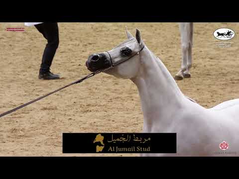 Doha International Arabian Horse Show 2023 SMC