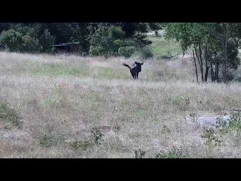 Djuma: Wildebeests - 15:05 - 03/07/2022
