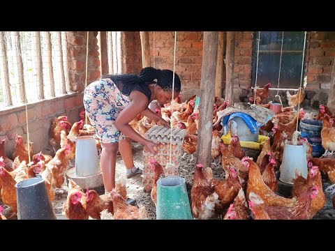 Chicken farming for bigginers; How to start a small  farm with 20 chicken. Full farm & garden tour