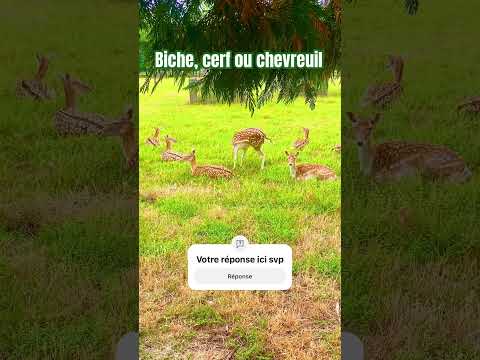 Biche cerf ou chevreuil #forêt #animals #india #zoo #cerf #chevreuil #biche #lion #tiktok #tiger