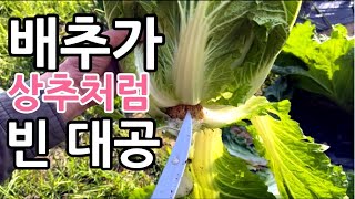 상추처럼 뜯어 먹은 배추는 지금 속이 찼을까?