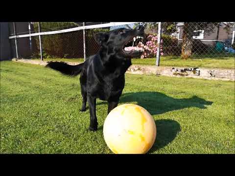 Bazooka von Pike´s Spirit Mai 2018