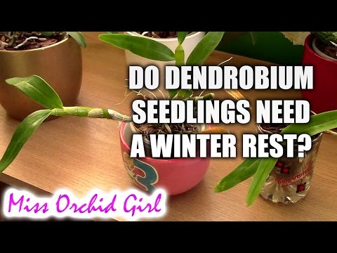 Do Dendrobium nobile orchid seedlings need a winter rest?