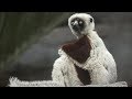 Wonderful World Of Lemurs At The San Diego Zoo