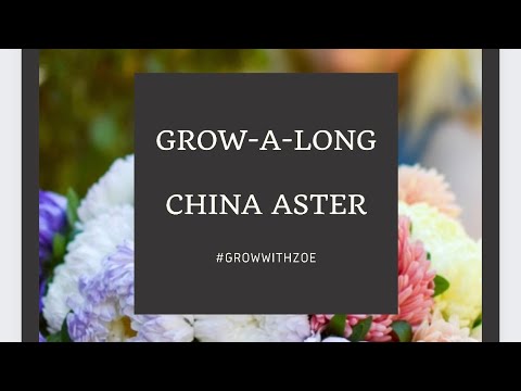Grow-A-Long China Aster