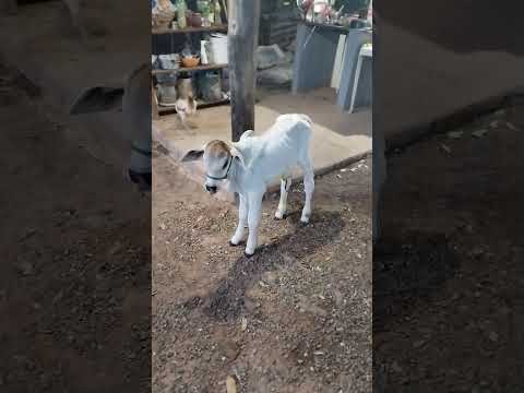 criação tradicional sul Tocantins Araguaçu Tocantins capital gado branco