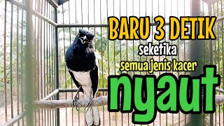 Download lagu SUARA BURUNG kacer gacor NGEPLONG TARUNG ini paling AMPUH buat PANCINGAN KACER agar EMOSI mp3