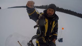 Ловля налима зимой карелия
