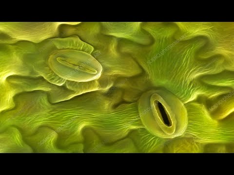 Travel Deep Inside a Leaf.