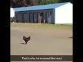 Exposed The Real Reason Why The Chicken Crosses The Street