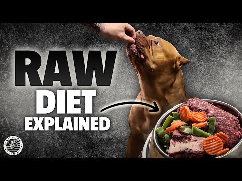 Rohkost/Geheimnisse des American Bully!! #americanbully #rohkost