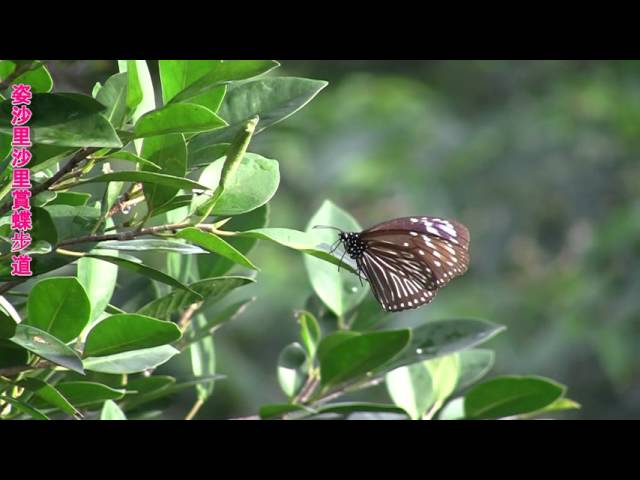 Film for Purple Butterfly2016-1-19