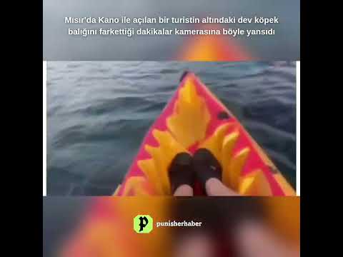 Mısır’da Kano ile açılan bir turistin altındaki dev köpek balığını farkettiği anlar. #mısır