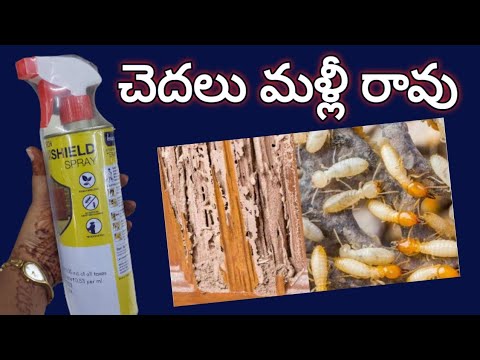 చెదలు సులభంగా తొలగించుకోండి|chedalu povalante emcheyali|chedala nivaarana