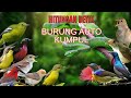 AUTO NGUMPUL ️ Suara Pikat Burung Kecil Ribut Paling Ampuh 2026