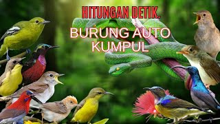 Download lagu AUTO NGUMPUL‼️ Suara Pikat Burung Kecil Ribut Paling Ampuh 2026 . mp3 Download lagu AUTO NGUMPUL‼️ Suara Pikat Burung Kecil Ribut Paling Ampuh 2026 . mp3