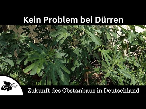No problem during droughts | The fig is the future of fruit growing in Germany