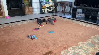 Video preview image #3 French Bulldog Puppy For Sale in COTATI, CA, USA