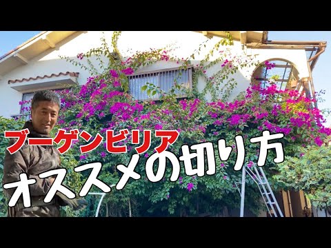 異国情緒を漂わせる地中海のつる性低木 – ブーゲンビリアの手入れ  庭園