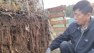 파렛트4개 묶어서 만든 파렛트화분에 긴마 160개 심은것 2년만에 한쪽을 열어보겠습니다.