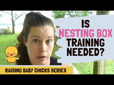 Training Baby Chickens To Use Nesting Boxes