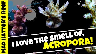 I Love the Smell of Acropora!