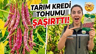 Tarım Kredi Market'ten Aldığım Barbunya Tohumu ŞAŞIRTTI! 🫘 (Sonuca İnanamayacaks