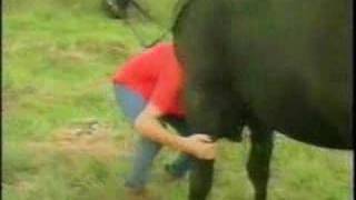 Woman crawls under horse legs (manure)