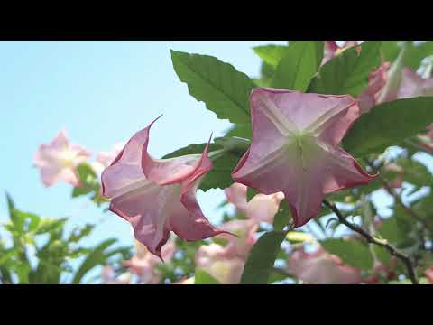 Meditation musik penenang pikiran alam bawah sadar