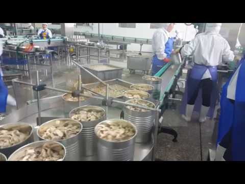 Canned Mushroom Machine Production Line